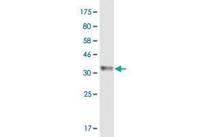 Western Blot detection against Immunogen (36.