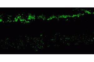 Immunostaining of rabbit retina showing NR2A in the rod and cone photoreceptors in the (NMDAR2A 抗体  (C-Term))