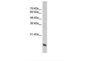 Image no. 3 for anti-Cytochrome C Oxidase Subunit IV Isoform 1 (COX4I1) (N-Term) antibody (ABIN203371) (COX IV 抗体  (N-Term))