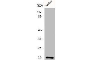 Western Blot analysis of COLO205 cells using DAN Polyclonal Antibody (NBL1 抗体  (C-Term))