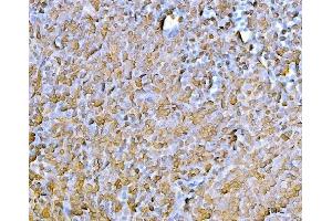 IHC analysis of CD45/Ptprc using anti-CD45/Ptprc antibody (ABIN7600589).