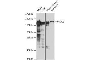 Western blot analysis of extracts of various cell lines, using UIMC1 antibody (ABIN6128891, ABIN6149915, ABIN6149916 and ABIN6223082) at 1:1000 dilution. (UIMC1 抗体  (AA 1-230))