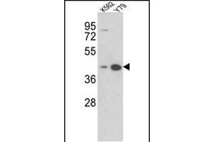 Western blot analysis of AZGP1 Antibody (N-term) (ABIN390565 and ABIN2840895) in K562, Y79 cell line lysates (35 μg/lane). (AZGP1 抗体  (N-Term))