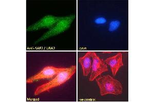 ABIN185083 Immunofluorescence analysis of paraformaldehyde fixed HeLa cells, permeabilized with 0. (UBA2 抗体  (N-Term))