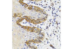 Immunohistochemistry of paraffin-embedded Human trachea using ESD antibody (ABIN1882355) at dilution of 1:100 (40x lens). (Esterase D 抗体)