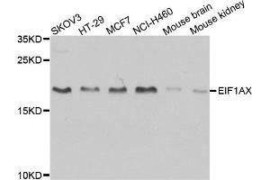 Western blot analysis of extracts of various cell lines, using EIF1AX antibody (ABIN1876946) at 1:1000 dilution. (EIF1AX 抗体)