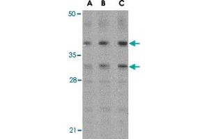 Western blot analysis of MCL1 in Raji cell lysates with MCL1 polyclonal antibody  at (A) 0. (MCL-1 抗体  (Internal Region))
