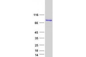 Validation with Western Blot (Synaptotagmin 3 Protein (Transcript Variant 3) (Myc-DYKDDDDK Tag))