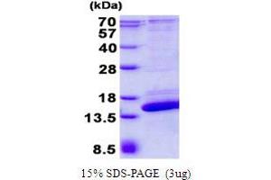 Image no. 1 for SH3 Domain Binding Glutamic Acid-Rich Protein Like 2 (SH3BGRL2) protein (His tag) (ABIN1098393)