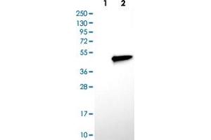Western blot analysis of Lane 1: Negative control (vector only transfected HEK293T lysate), Lane 2: Over-expression lysate (Co-expressed with a C-terminal myc-DDK tag (~3. (DUSP9 抗体)