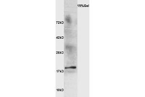 Ewe's milk probed with Anti Beta-lactoglobulin Polyclonal Antibody, Unconjugated  at 1:3000 for 90 min at 37˚C. (Beta Lactoglobulin (LGB) 抗体)