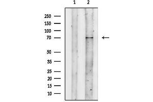 Western blot analysis of lysates from P19 cells, using IFNAR2 Antibody.