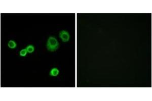 Immunofluorescence analysis of MCF7 cells, using Cytochrome c-type Heme Lyase Antibody. (HCCS 抗体  (AA 81-130))