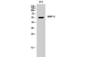 Western Blotting (WB) image for anti-Matrix Metallopeptidase 8 (Neutrophil Collagenase) (MMP8) (C-Term) antibody (ABIN3185601) (MMP8 抗体  (C-Term))