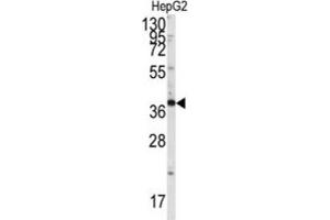 Western Blotting (WB) image for anti-SH3-Domain GRB2-Like Endophilin B1 (SH3GLB1) antibody (ABIN3003644) (SH3GLB1 抗体)