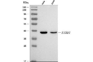 Western blot analysis of STBD1 using anti-STBD1 antibody (ABIN7601576).
