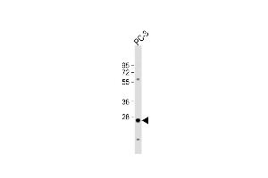 Anti-CREM Antibody (C-term) at 1:1000 dilution + PC-3 whole cell lysate Lysates/proteins at 20 μg per lane.