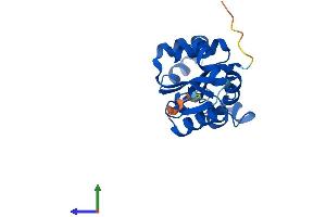 Protein Structure (PS) image for NME/NM23 Nucleoside Diphosphate Kinase 6 (NME6) (AA 1-189) protein (His tag) (ABIN7562600)