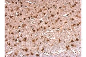 IHC-P Image ERH antibody detects ERH protein at nucleus on mouse fore brain by immunohistochemical analysis. (ERH 抗体  (Center))