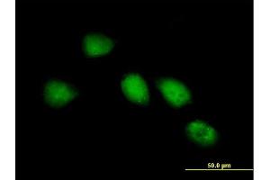 Immunofluorescence of purified MaxPab antibody to RP1-286D6. (KIAA0562 抗体  (AA 1-554))