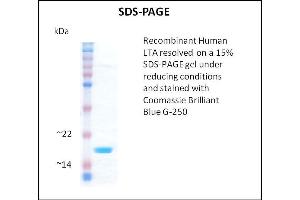 SDS-PAGE (SDS) image for Lymphotoxin-alpha (LTA) (Active) protein (ABIN5509392) (LTA 蛋白)