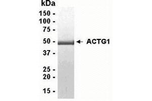 Western Blotting (WB) image for Actin, gamma 1 (ACTG1) (AA 1-375) protein (ABIN2468208) (Actin, gamma 1 Protein (ACTG1) (AA 1-375))