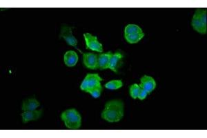 Immunofluorescence staining of MCF-7 cells with ABIN7146960 at 1:66, counter-stained with DAPI. (Caspase 7 抗体  (AA 24-198))