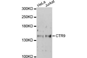 Western blot analysis of extracts of various cell lines, using CTR9 antibody (ABIN1872090) at 1:1000 dilution. (CTR9 抗体)