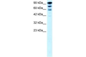 Western Blotting (WB) image for anti-Kinesin Family Member 5A (KIF5A) antibody (ABIN2460829) (KIF5A 抗体)