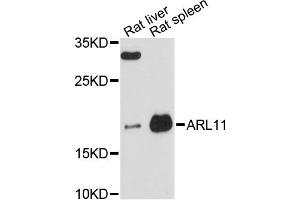 Western blot analysis of extracts of various cell lines, using ARL11 antibody (ABIN6292598) at 1:3000 dilution. (ARL11 抗体)