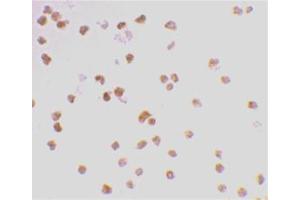 Immunocytochemistry staining of Daudi cells using AP30905PU-N at 2 μg/ml. (TLR7 抗体  (Middle Region))