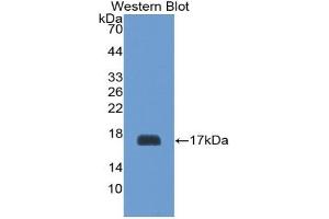 Detection of Recombinant GP1Bb, Mouse using Polyclonal Antibody to Platelet Glycoprotein Ib Beta Chain (GP1BB) (GP1BB 抗体  (AA 53-176))