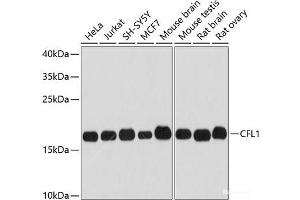 Western blot analysis of extracts of various cell lines using CFL1 Polyclonal Antibody at dilution of 1:3000. (Cofilin 抗体)