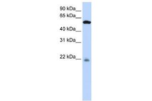 PM20D2 antibody used at 1 ug/ml to detect target protein. (PM20D2 抗体  (Middle Region))
