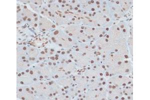 Immunohistochemistry of paraffin-embedded Rat pancreas using ZNF416 Polyclonal Antibody at dilution of 1:100 (40x lens). (ZNF416 抗体)