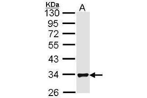 WB Image Sample (30 ug of whole cell lysate) A: Hela 10% SDS PAGE antibody diluted at 1:1000 (FHL1 抗体  (C-Term))