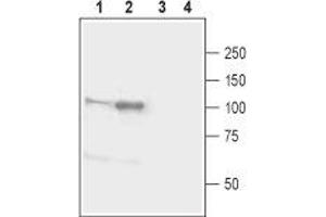 Western blot analysis of mouse (lanes 1 and 3) and rat (lanes 2 and 4) brain lysates: - 1,2. (Neuroligin 1 抗体  (Extracellular, N-Term))