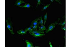 Immunofluorescent analysis of Hela cells using ABIN7155925 at dilution of 1:100 and Alexa Fluor 488-congugated AffiniPure Goat Anti-Rabbit IgG(H+L) (CDC37 抗体  (AA 89-175))