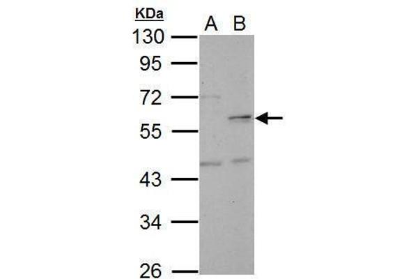 NUF2 antibody