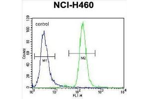 CCNYL3 Antibody (N-term) flow cytometric analysis of NCI-H460 cells (right histogram) compared to a negative control cell (left histogram). (CCNYL3 抗体  (N-Term))