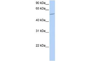 WB Suggested Anti-BTBD1 Antibody Titration:  0. (BTBD1 抗体  (N-Term))