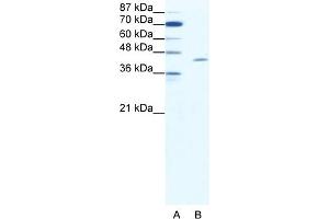 WB Suggested Anti-TAL1 Antibody Titration:  1.