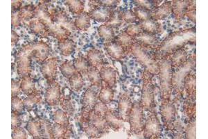 IHC-P analysis of Mouse Kidney Tissue, with DAB staining. (MAP1A 抗体  (AA 2552-2759))