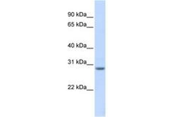 MARCH8 antibody  (AA 216-265)