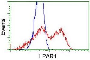 HEK293T cells transfected with either RC206065 overexpress plasmid (Red) or empty vector control plasmid (Blue) were immunostained by anti-LPAR1 antibody (ABIN2455158), and then analyzed by flow cytometry. (LPAR1 抗体)