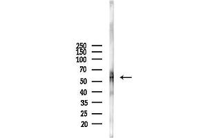 anti-PAP Associated Domain Containing 7 (PAPD7) antibody