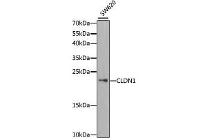 Western blot analysis of extracts of SW620 cells, using CLDN1 antibody. (Claudin 1 抗体)