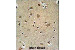 TRIM50 Antibody immunohistochemistry analysis in formalin fixed and paraffin embedded human brain tissue followed by peroxidase conjugation of the secondary antibody and DAB staining.