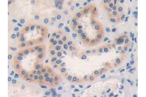 Detection of CD299 in Human Kidney Tissue using Polyclonal Antibody to Cluster Of differentiation 299 (CD299)