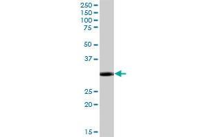 MYD88 MaxPab polyclonal antibody. (MYD88 抗体  (AA 1-296))